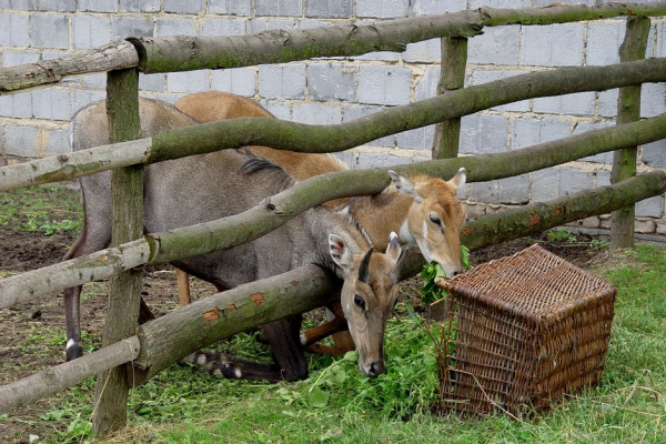 ZOO Chleby