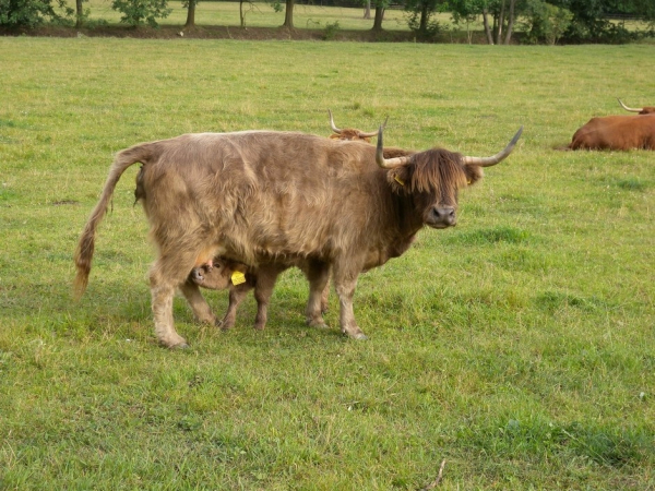 Bučická farma 